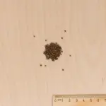 Potagères - Chou Brocoli Verdia 2 HF1 - Graines d'exception - MEDIA_3D